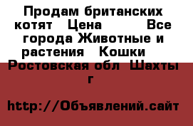 Продам британских котят › Цена ­ 500 - Все города Животные и растения » Кошки   . Ростовская обл.,Шахты г.